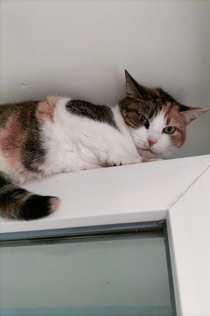 Mia, chatte européenne de 8 ans
