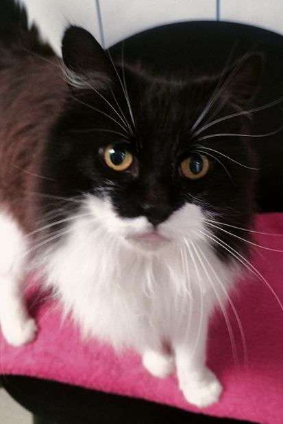 Néo, chat mâle de 5 ans