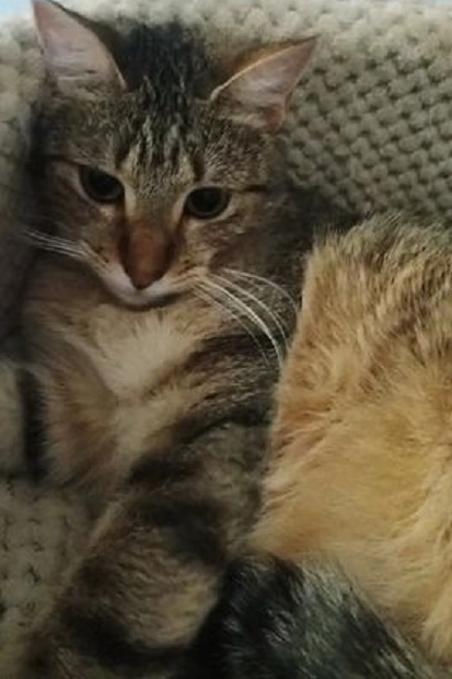 Thalie, chatte d’un an et demi