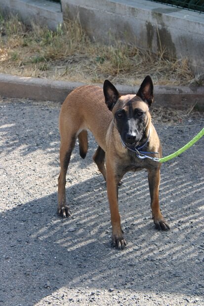 Tagounette, berger belge malinois