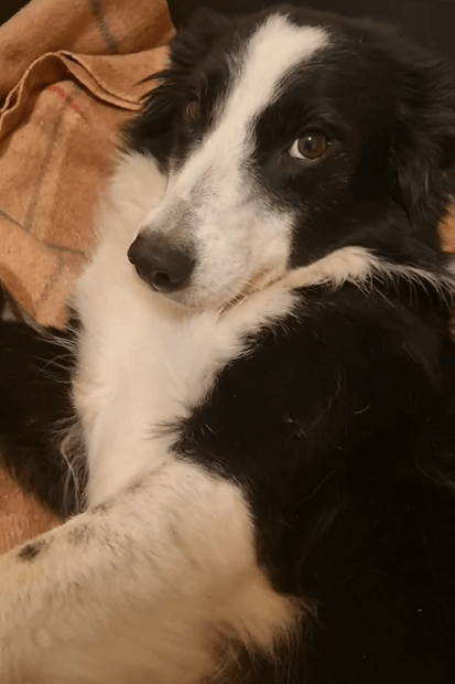 nouky, chienne border collie