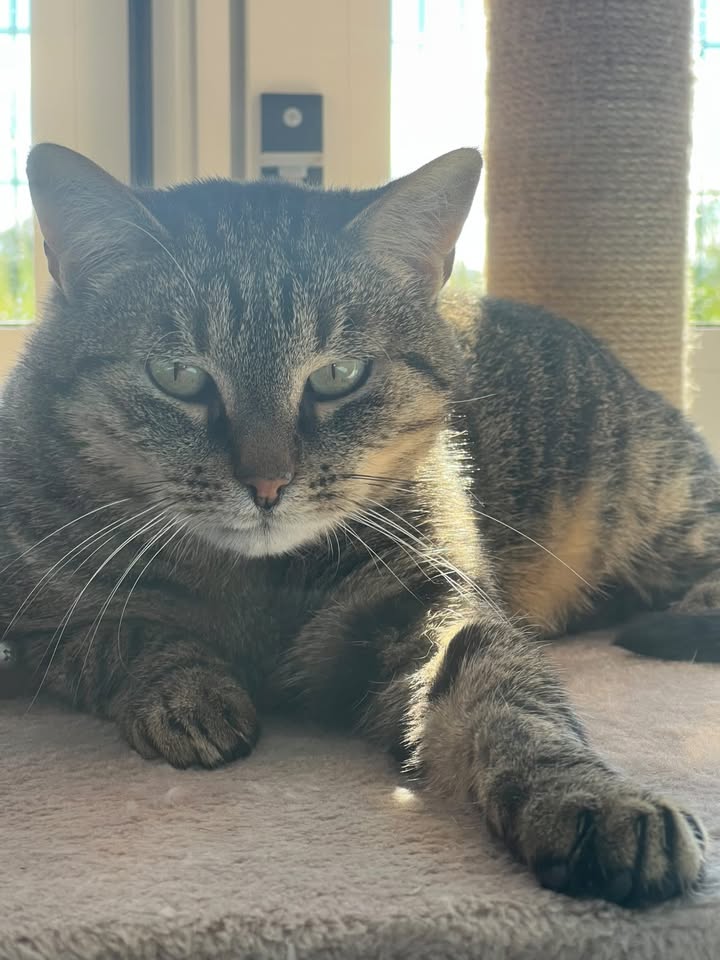 Tigrou, chat européen de 8 ans