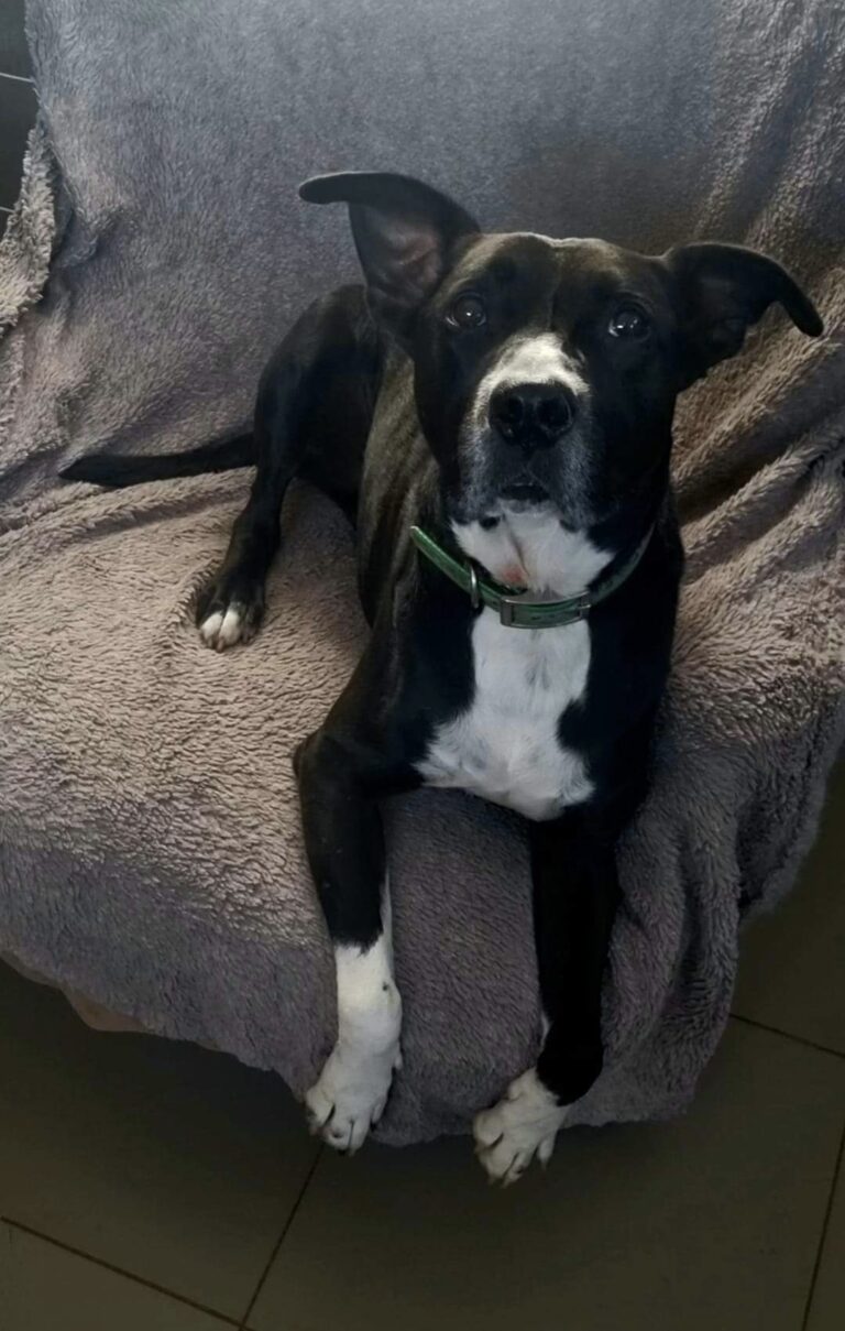 Goliath, X Berger de 5 ans