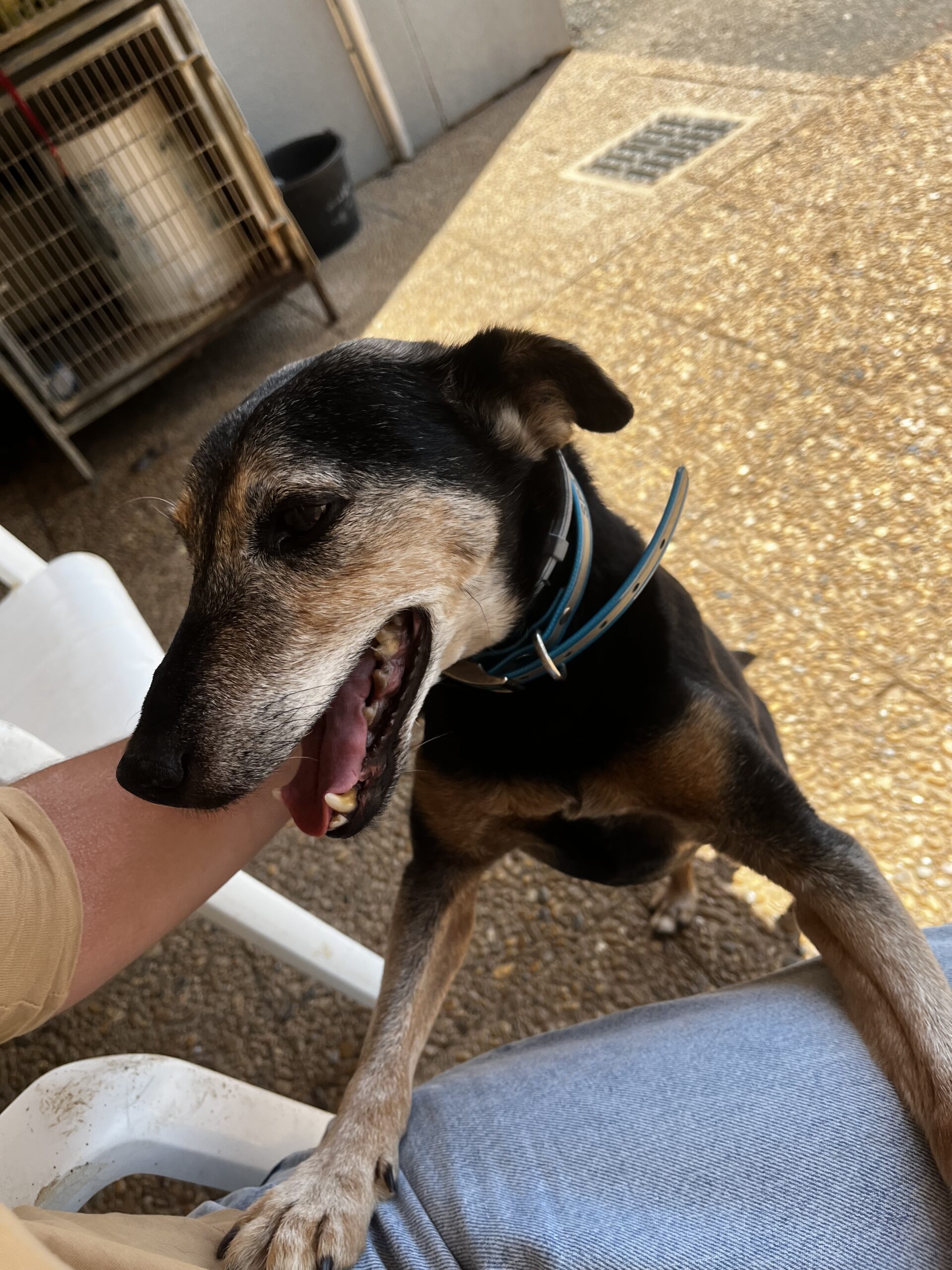 Mambo, Jagd Terrier de 14 ans – Papi au grand cœur, cherche une famille d’acceuil