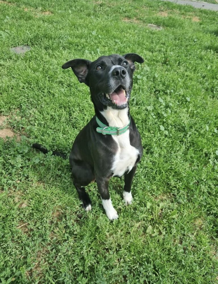 Goliath, X Berger de 5 ans – un cœur immense qui attend encore sa seconde chance