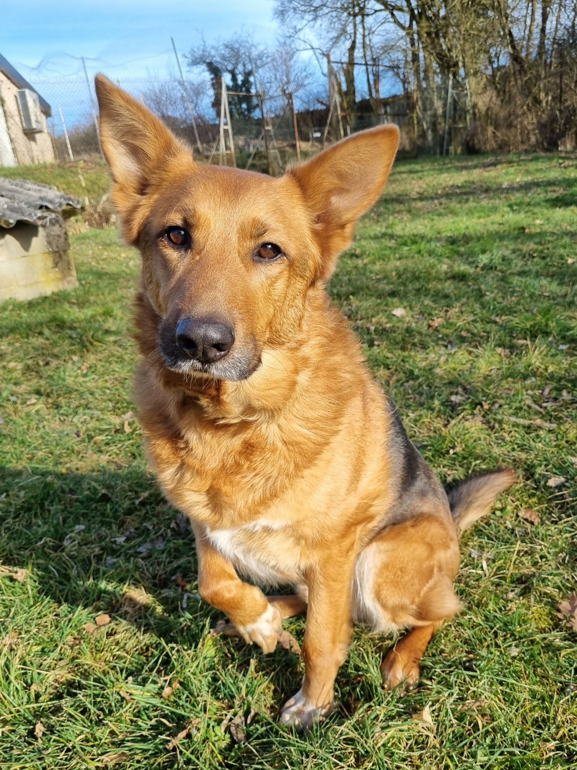 Volt, Berger Allemand de 9 ans