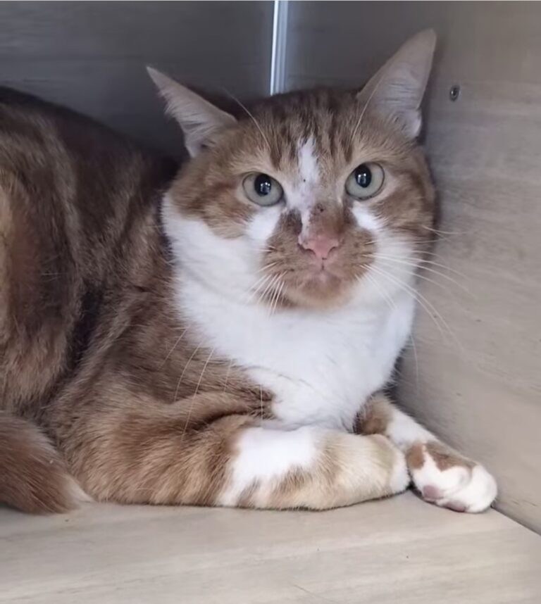 Aldo, chat de 4 ans