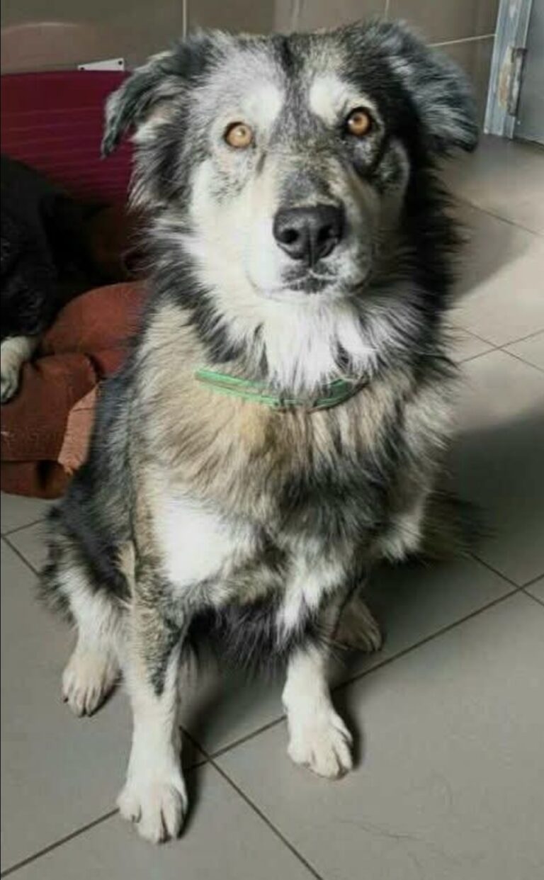 Kira, chienne de 6 ans