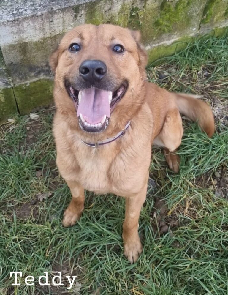 Teddy, chien de 2ans