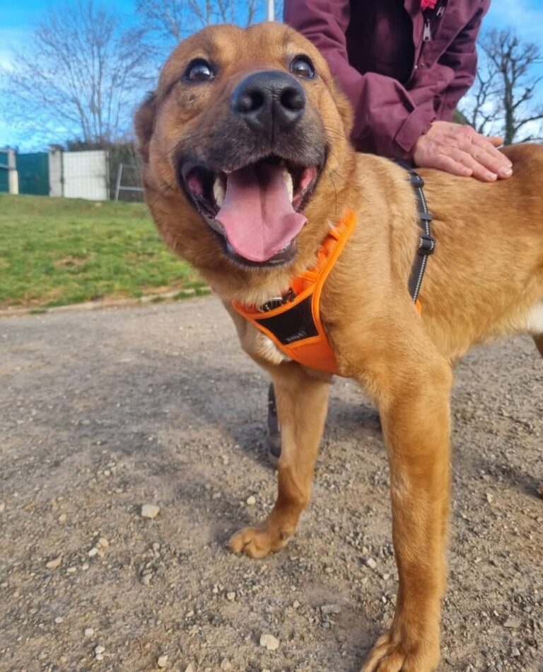 Teddy, chien de 2ans
