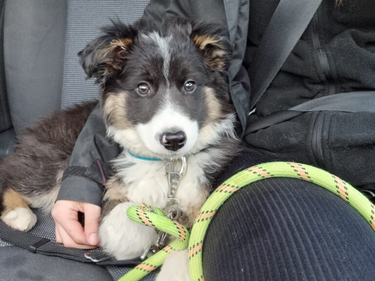 Boomer, Border Collie de 3mois