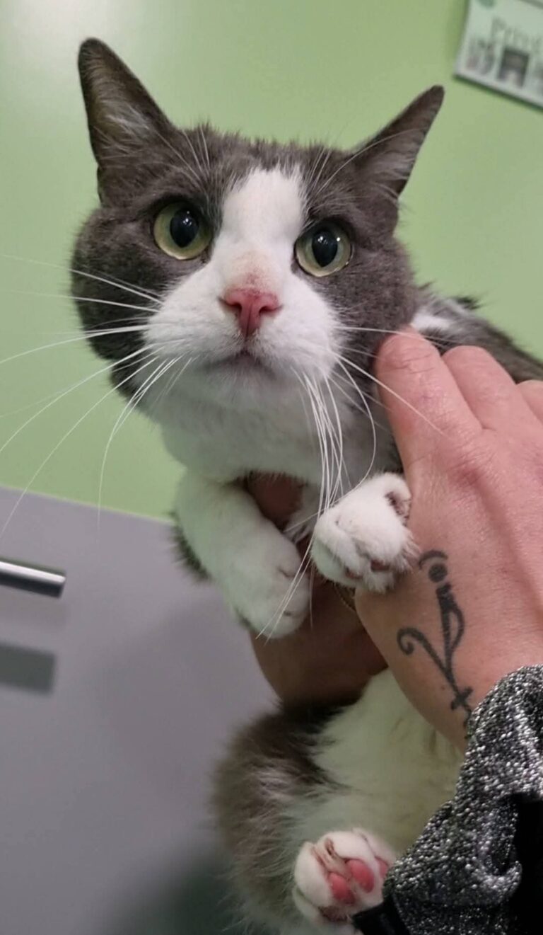 Nicki, chatte de 8ans