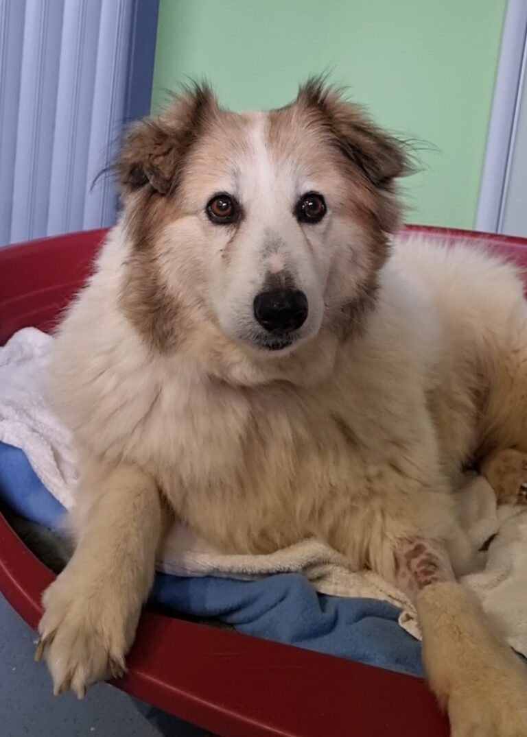 Flavia, X Border Collie de 10ans