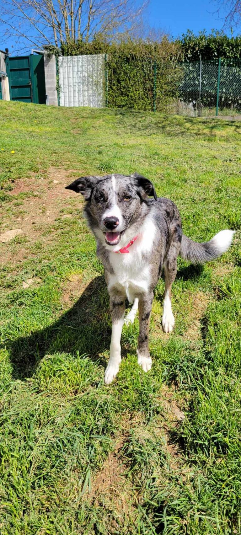 Pumba, Border Collie de 1an