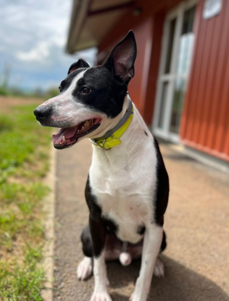 Teemo, X Border Collie de 3ans