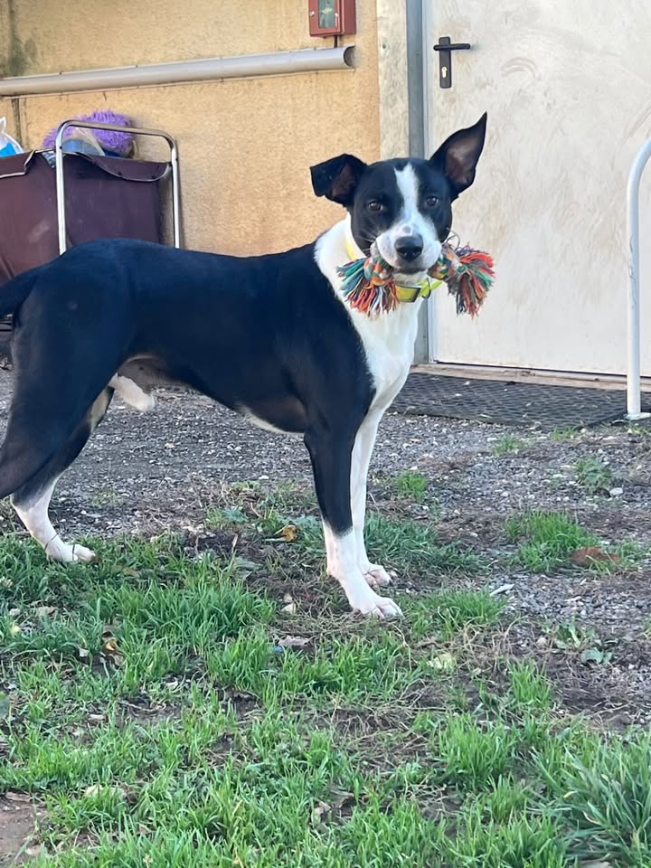 Teemo, X Border Collie de 3ans -un cœur tendre qui attend sa famille