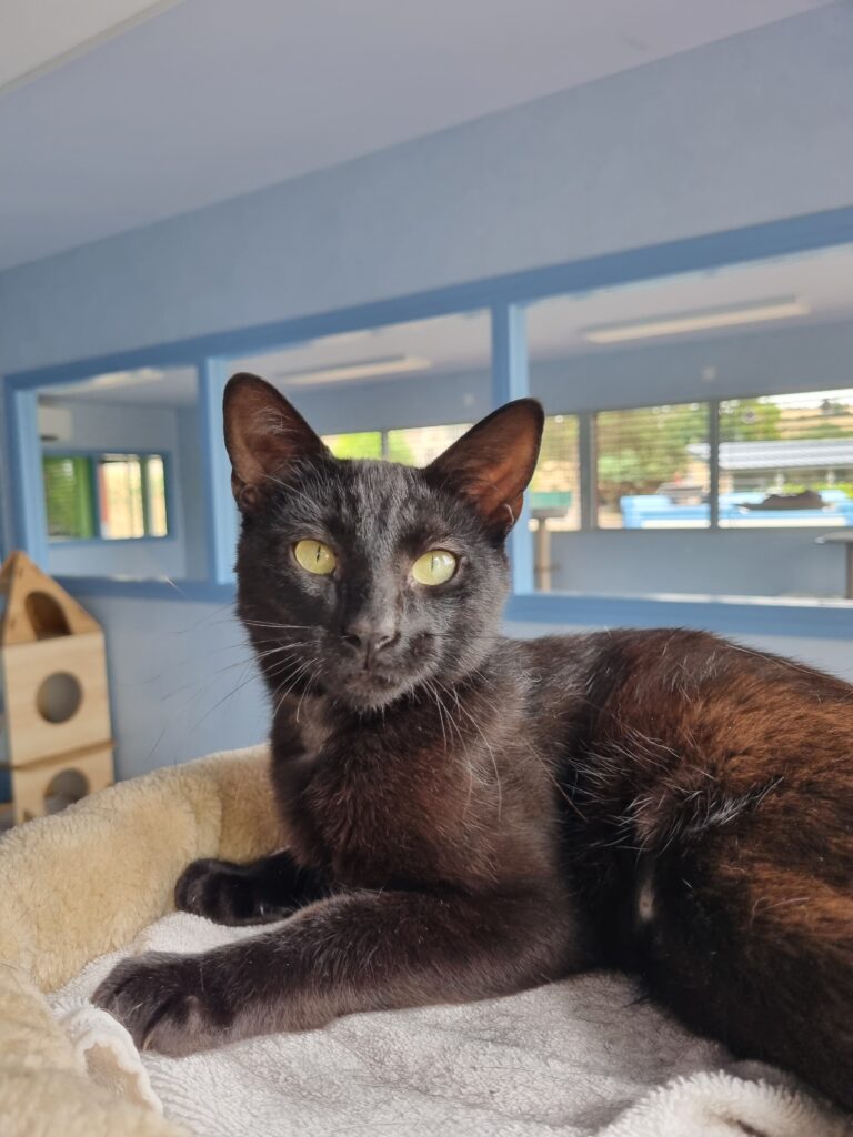 Pruneaux, chat de 1an