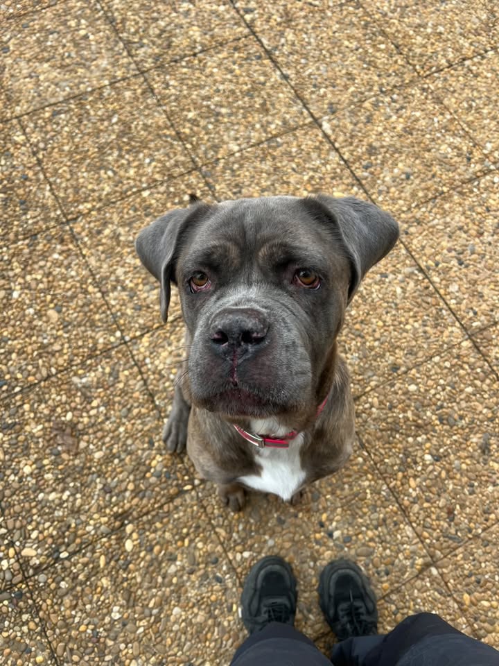 Saphyr – Cane Corso – À l’adoption