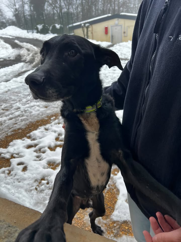 Boy – Un Labrador sensible en quête d’un foyer paisible 🖤