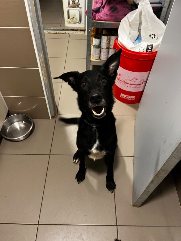 Marley – Un adorable Labrador croisé de 10 ans à la recherche de douceur 🖤