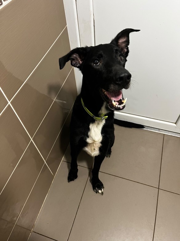 Boy – Un Labrador sensible en quête d’un foyer paisible 🖤