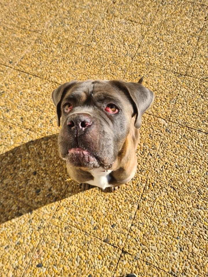 Saphyr – Cane Corso – À l’adoption