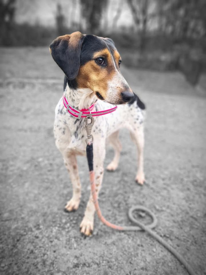 🐾 Orphée — Petite étoile timide en quête de sa famille 🐾