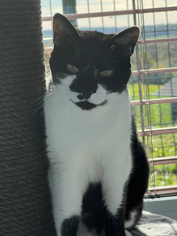 Lolita – ses beaux yeux verts