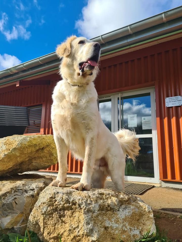 Urak, Berger d’Asie Centrale de 3 ans – Notre géant au grand cœur