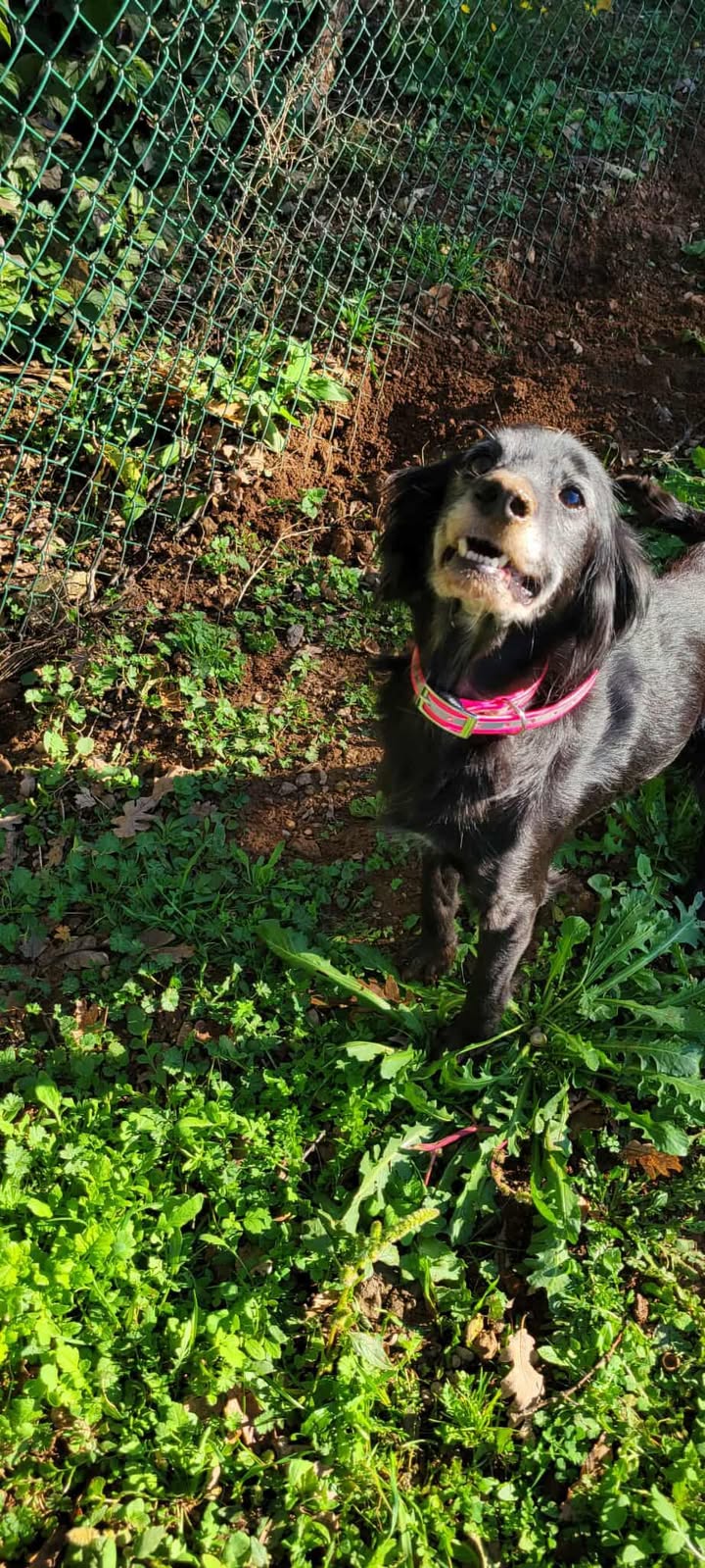 Ashley – La douce petite compagne