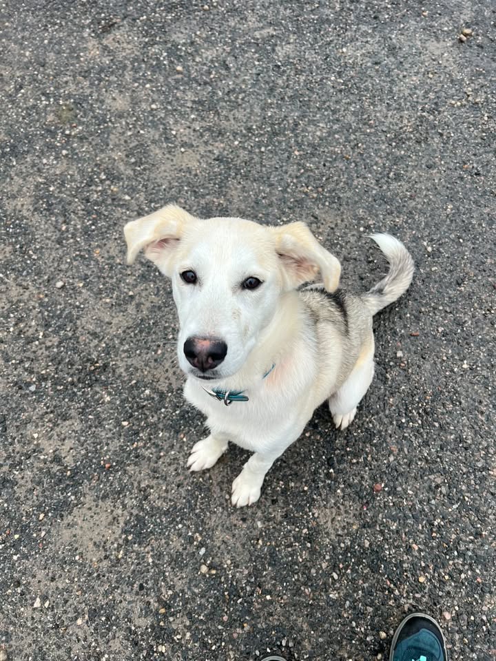 Snow – Un adorable chiot Husky croisé de 6 mois, prêt pour une nouvelle vie