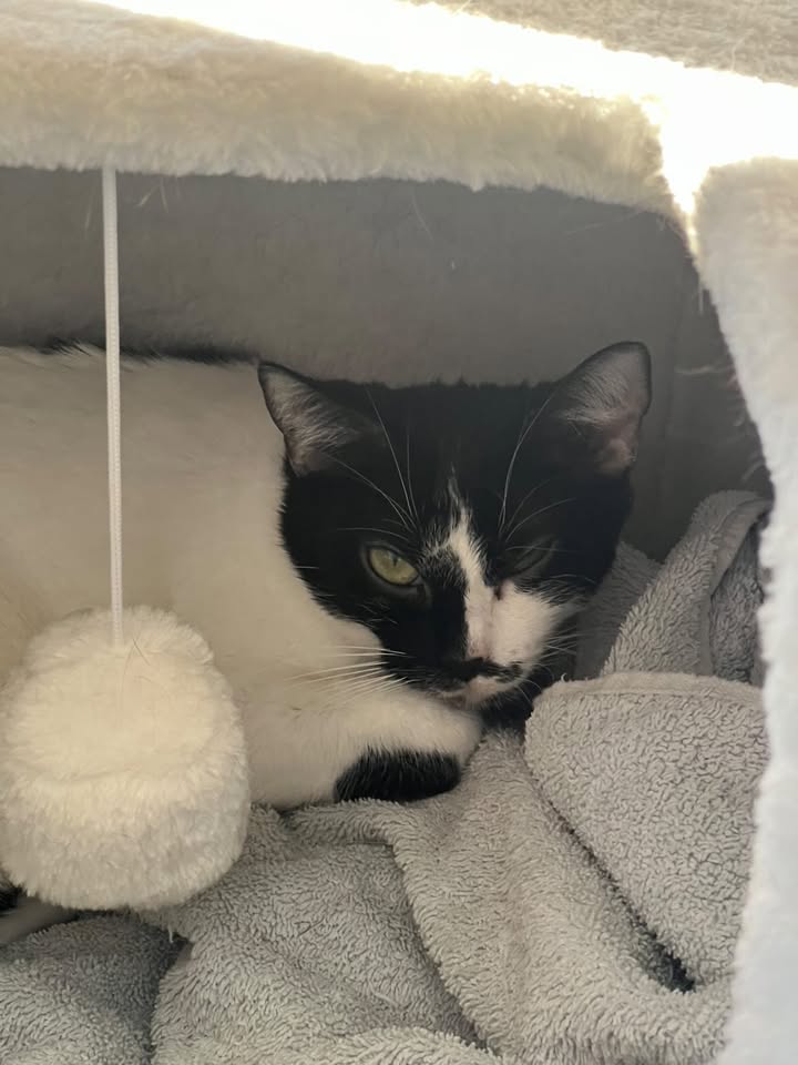 Fleur – une petite chate de 3 ans qui n’attend qu’un foyer doux et apaisant