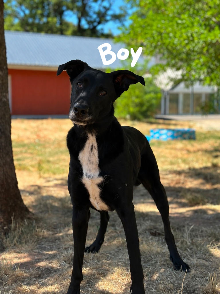 Boy