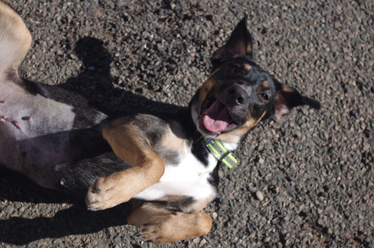 Zelda, 1 an — une petite chienne pleine de douceur à découvrir