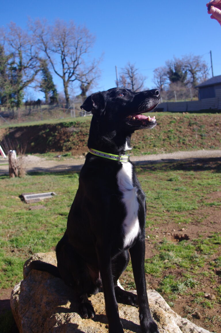 Boy – Un Labrador sensible en quête d’un foyer paisible 🖤