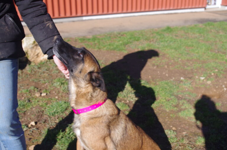 Indya, malinoise 3 ans