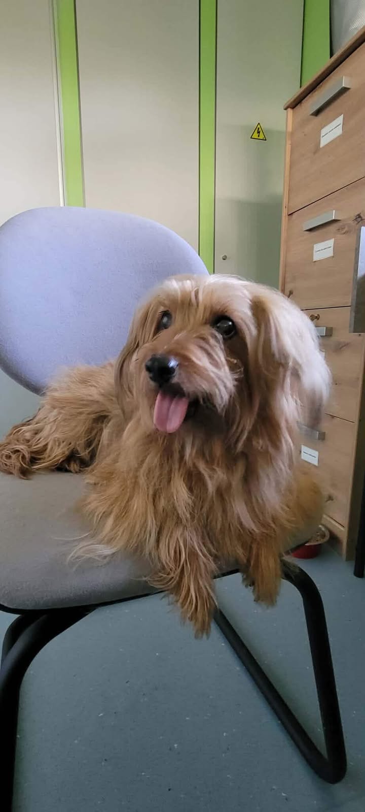 Roxie, xYorkshire de 5ans