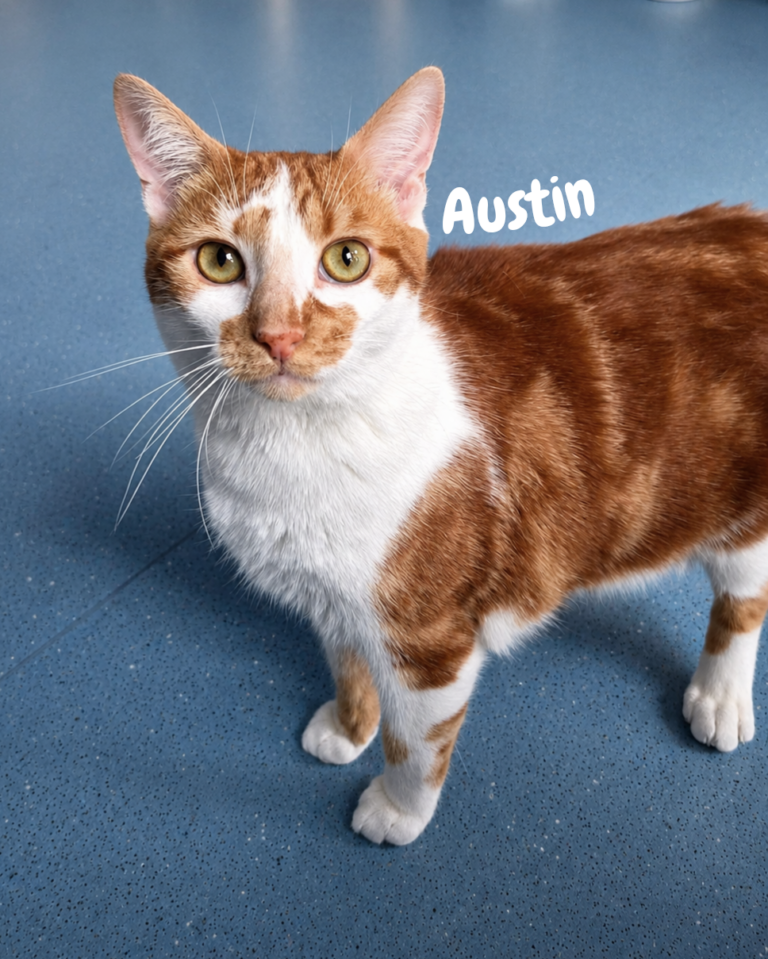 Austin