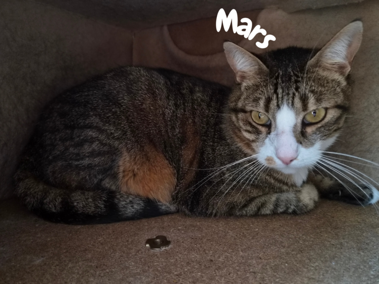 Mars