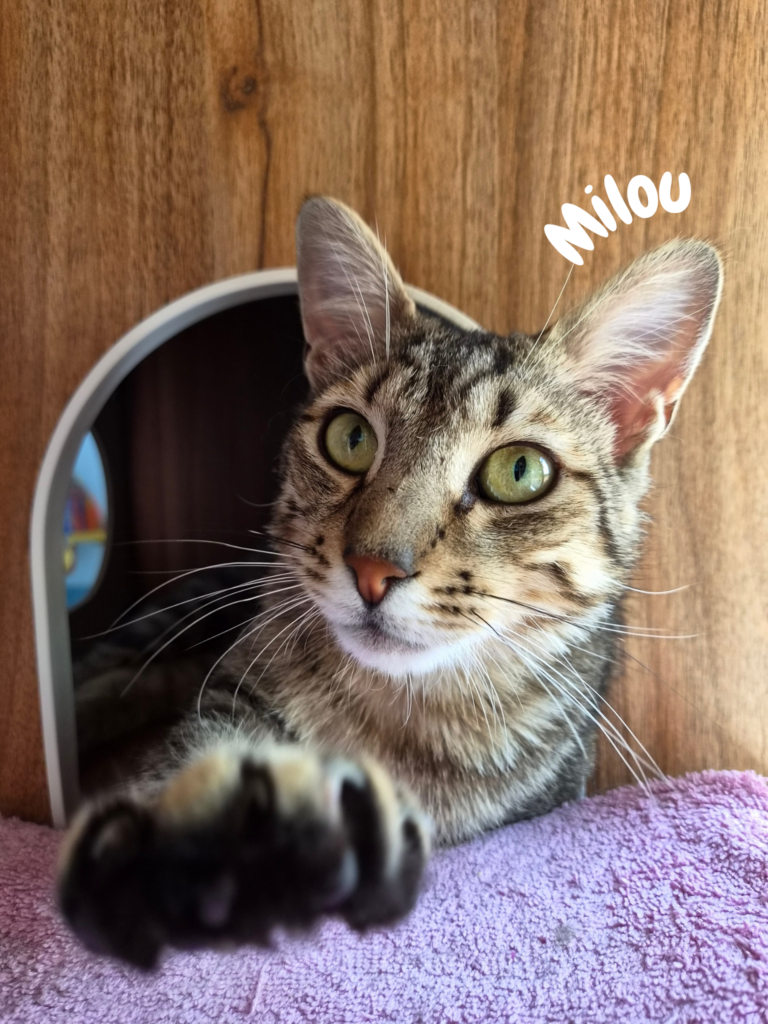 Milou
