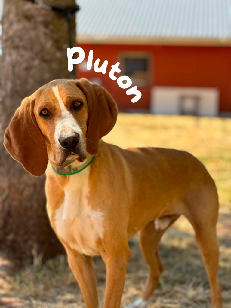Pluton