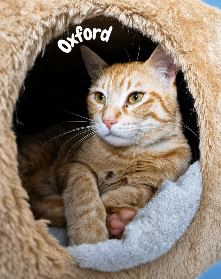 Oxford
