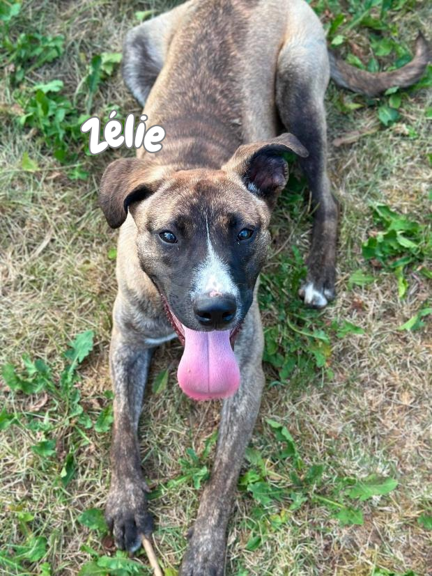 Zélie